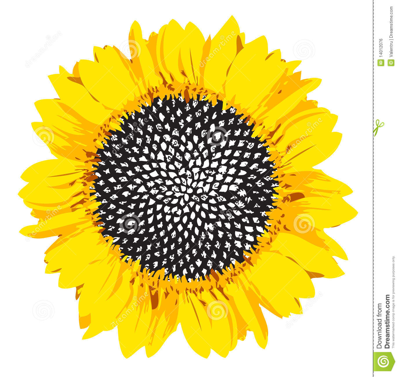 Sunflower Clip Art Black And White Yellow Sunflower