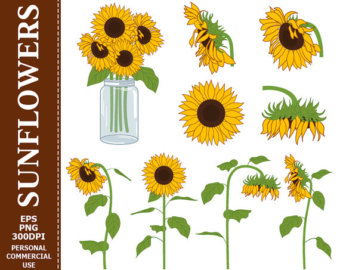 Sunflower S Clip Art   Yellow Green Sun Flowers Mason Jar Bouquet