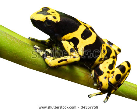 Yellow Frog Clipart Yellow Banded Poison Dart Frog