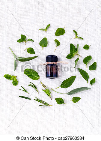 Bottle Of Essential Oil With Herb Holy Basil Leaf Rosemary Oregano