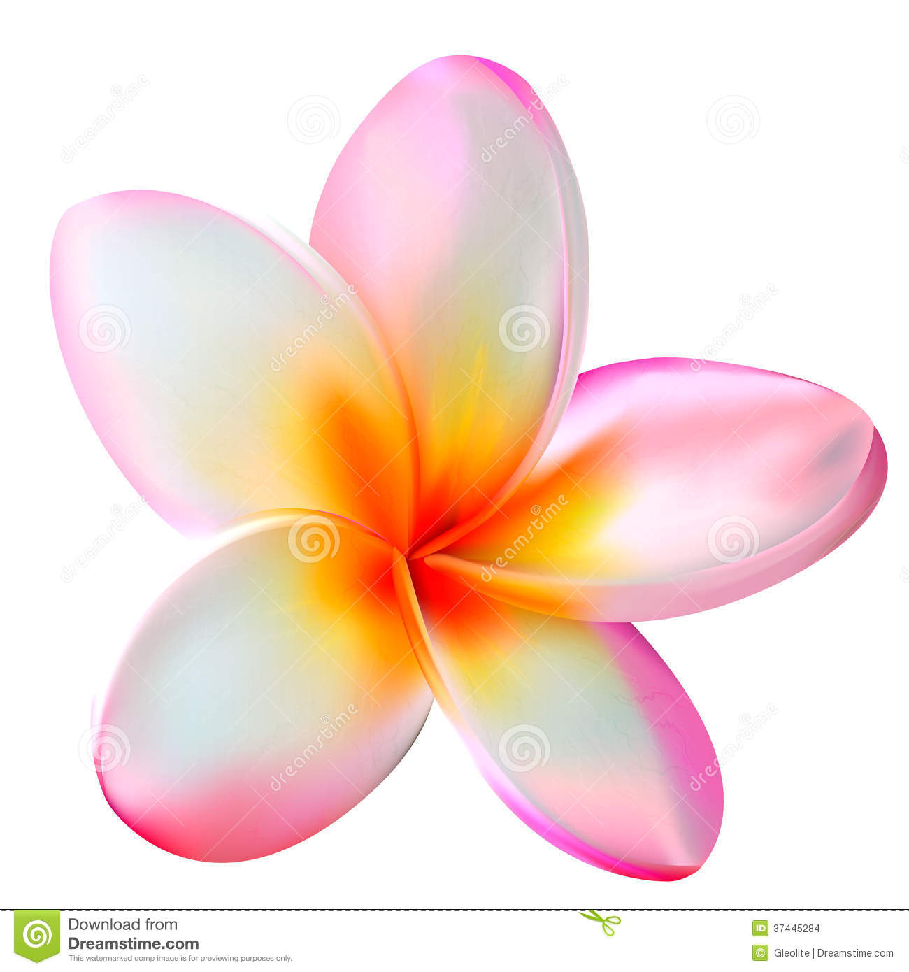 Pink Plumeria Flower  Vector Illustration  This Is File Of Eps10