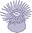 Sea Anemone Clipart Index Of Ces Clipart Carson