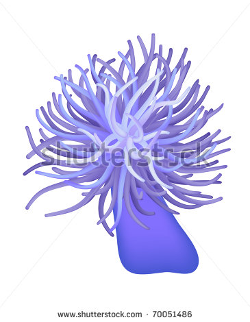 Sea Anemone   Sea Flower   Vector   70051486   Shutterstock