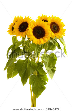Sunflower Bouquet Clip Art Beautiful Sunflowers Bouquet