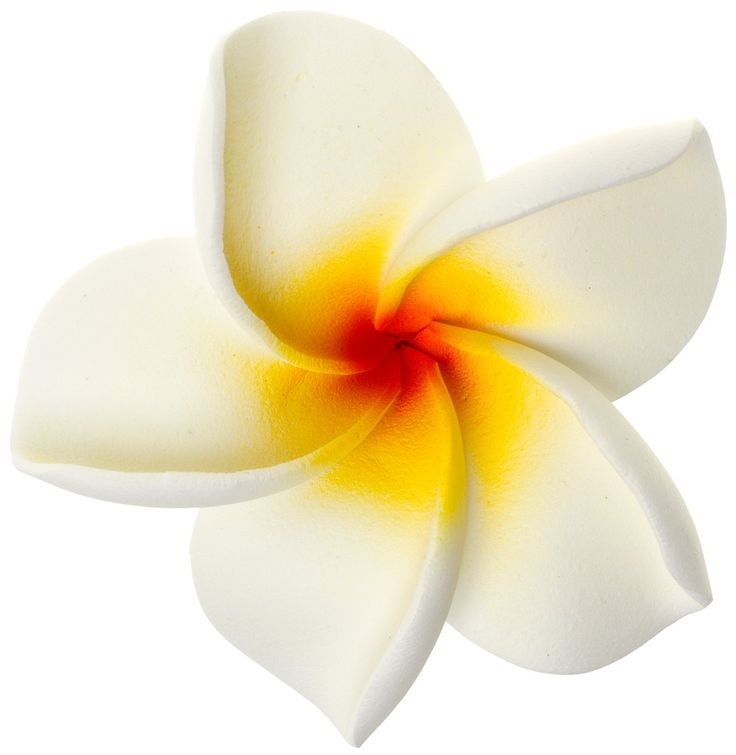 Tiki Plumeria Flower White   Hawaii Flowers   Pinterest
