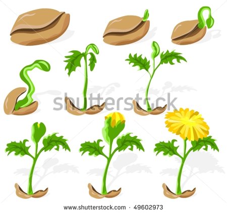 Apple Seed Sprout Seed Sprout Clipart Seed Sprout Vector Seed Sprout