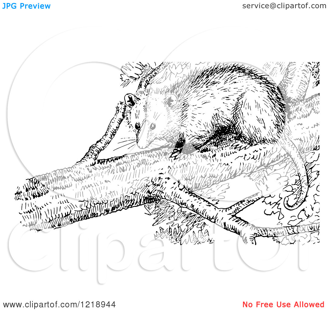 Clipart Of A Black And White Opossum In A Tree   Royalty Free Vector