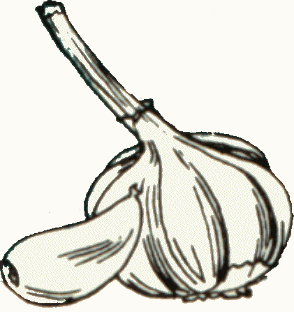 Garlic Clipart Garlic1 Gif
