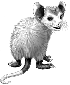 Go Back   Pics For   Opossum Drawing