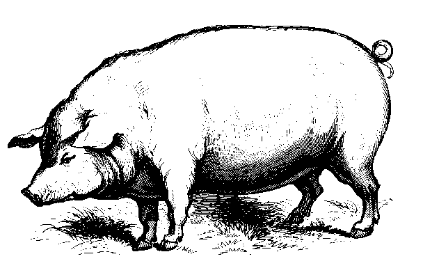 Index Of  Dirlist Pig