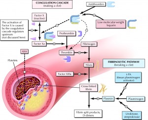 Ischemic Stroke Pathophysiology     Present Favorable Benefit