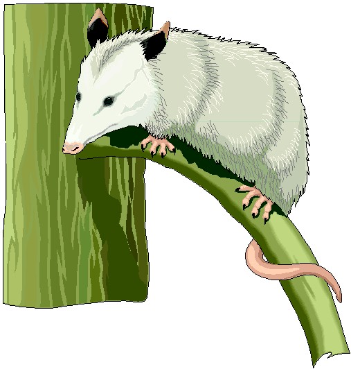 Opossum Clip Art