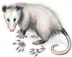 Opossum Clipart Opossum