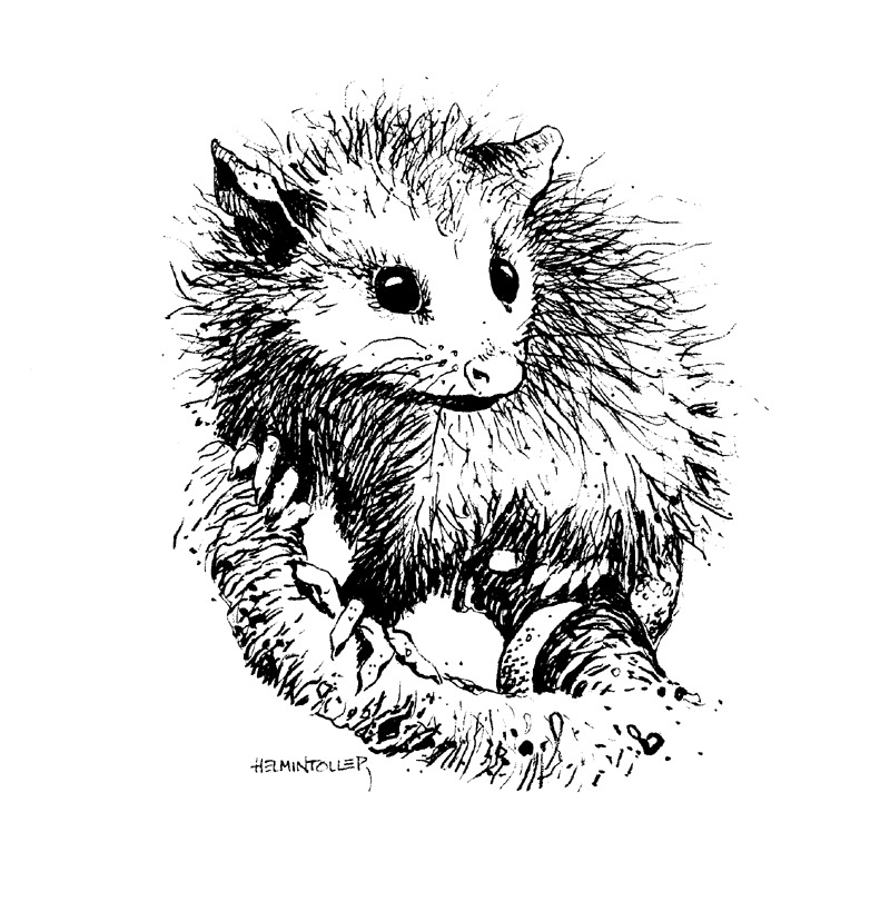 Opossum Illustration Opossum