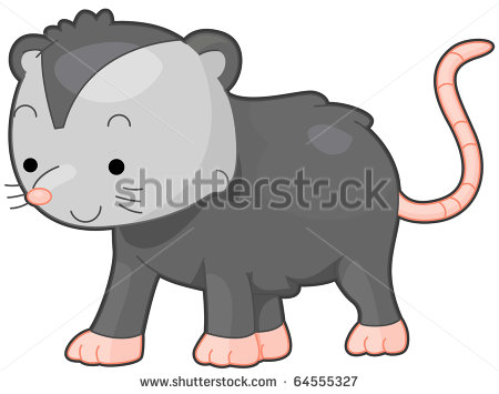 Opossum Isolated Stock Photos Images   Pictures   Shutterstock
