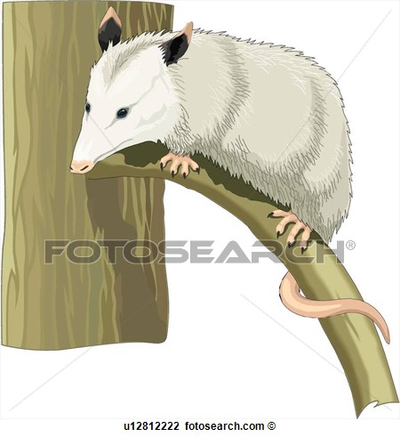 Opossum View Large Clip Art Graphic