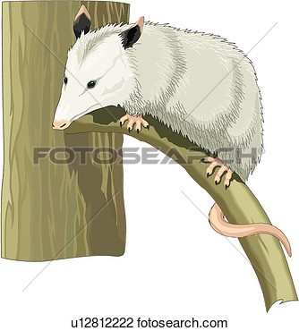 Opossum View Large Clip Art Graphic