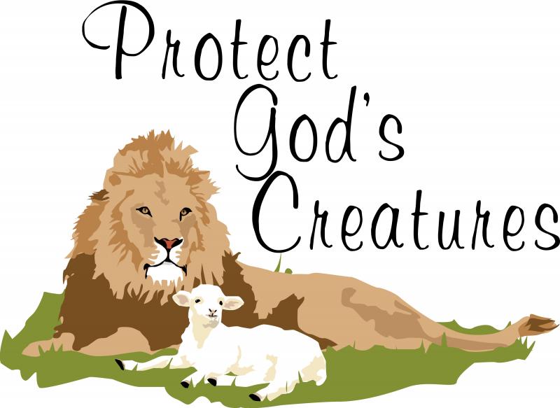 Protect Gods Creatures Lion And Lamb 245111927 Std Jpg