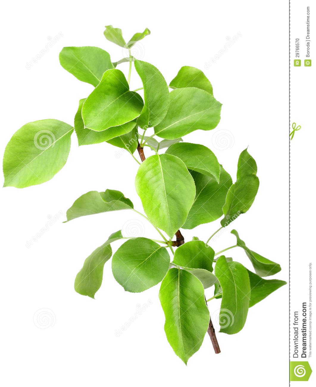 Single Young Sprout Of Apple Tree With Green Leafs  Isolated On White