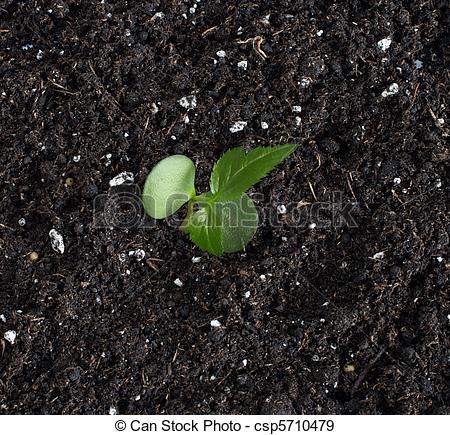 Stock Photographs Of Apple Tree Sprout Top View   An Apple Tree Sprout