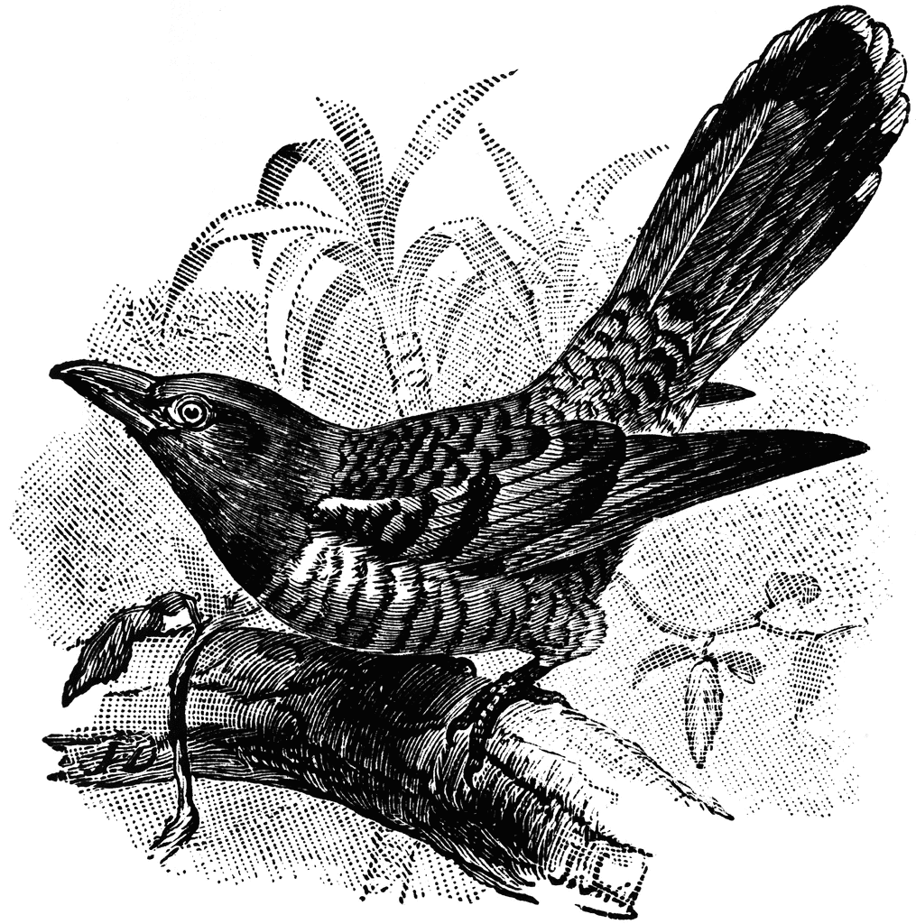 Channel Billed Cuckoo   Clipart Etc