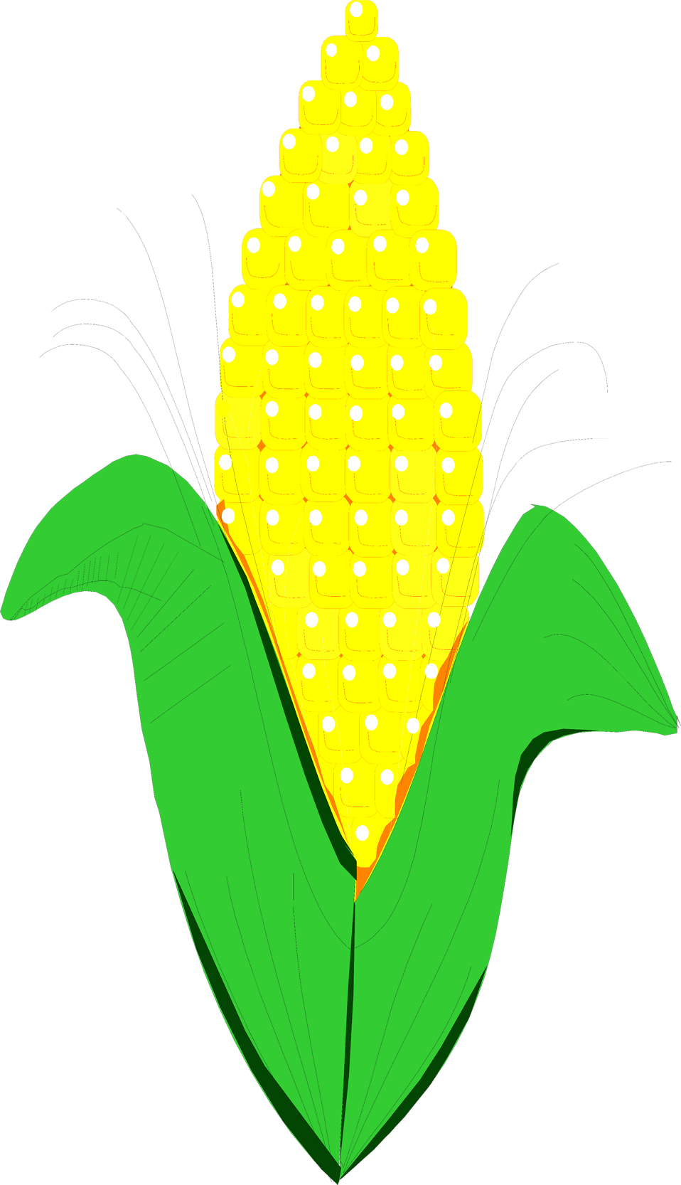 Corn   Free Stock Photo   Illustration Of An Ear Of Corn     8476