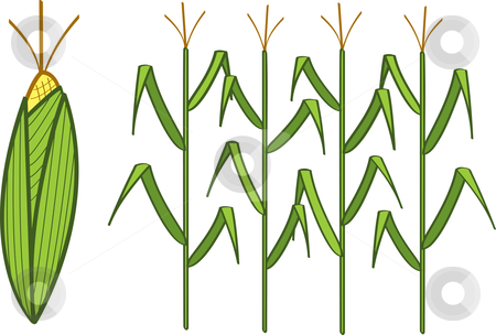 Corn Stock Vector Clipart Corn Cob And Corn Stalks  By Jamie Slavy