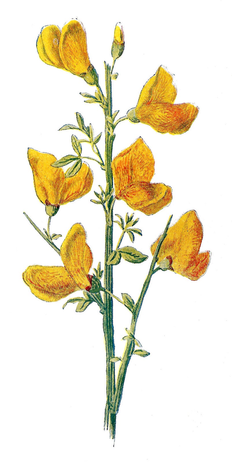 Free Wild Flower Clip Art  2 Flower Illustrations Of Common Rock Rose