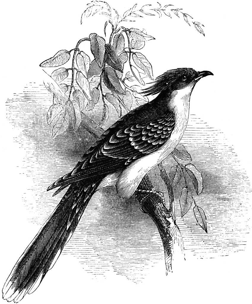 Great Spotted Cuckoo   Clipart Etc