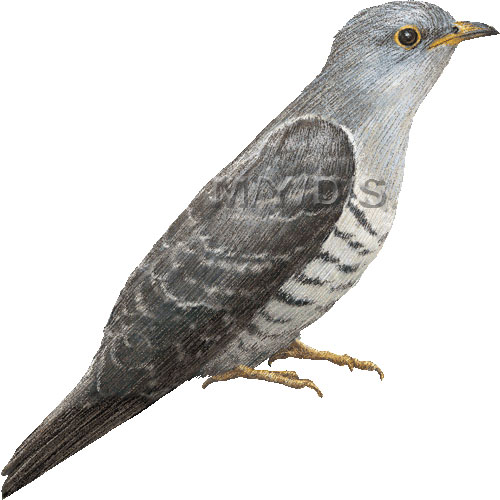 Lesser Cuckoo Cuculus Poliocephalus Clipart Graphics  Free Clip Art