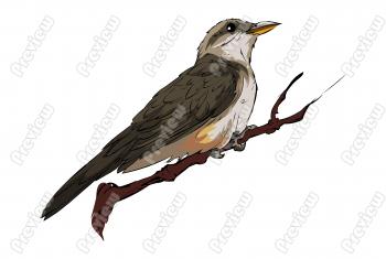 Mangrove Cuckoo Bird Character Clip Art   Royalty Free Clipart