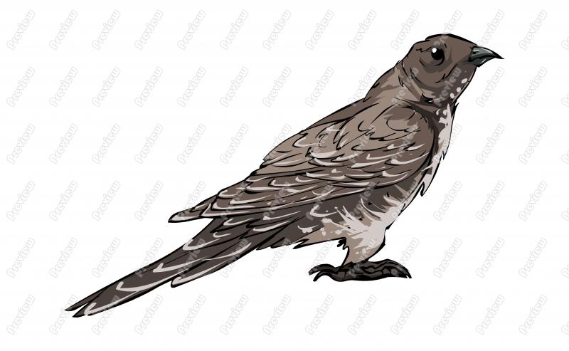 Oriental Cuckoo Bird Character Clip Art   Royalty Free Clipart