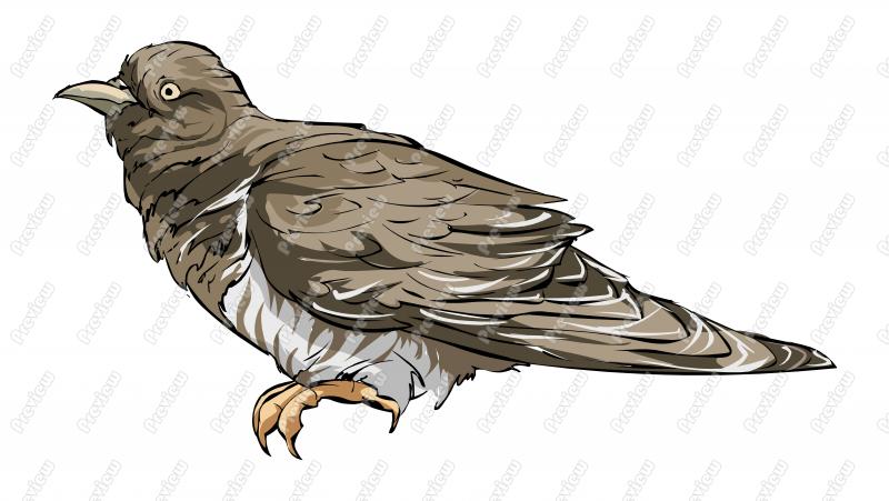 Realistic Modern Cuckoo Bird Character Clip Art   Royalty Free Clipart