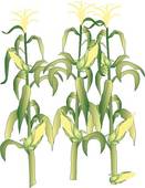 Types Of Corn Stalks Clip Art Bottles
