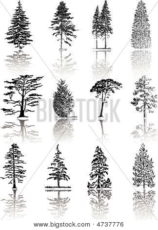 Tall Pine Tree Silhouette Tree Silhouettes