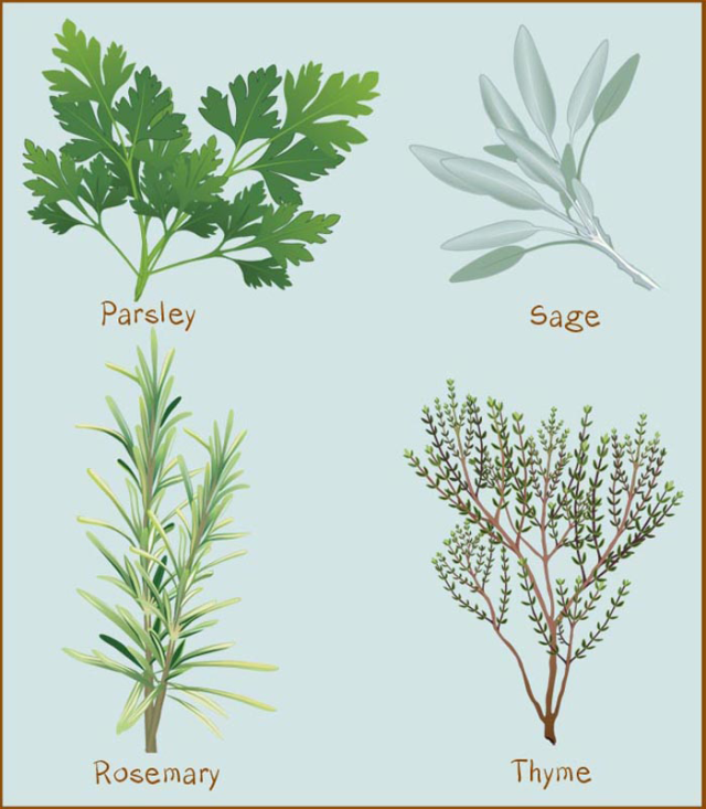 Clip Art And Information About Spices And Herbs