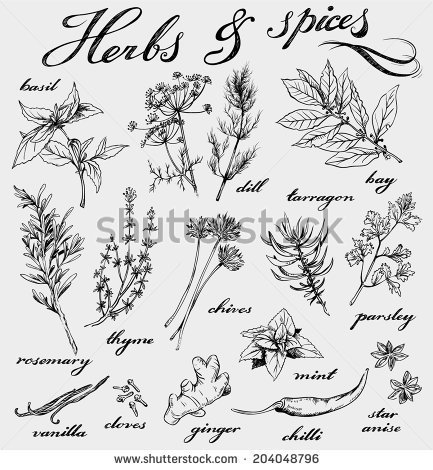 Hand Drawn Herbs And Spices Collection   Stock Vector