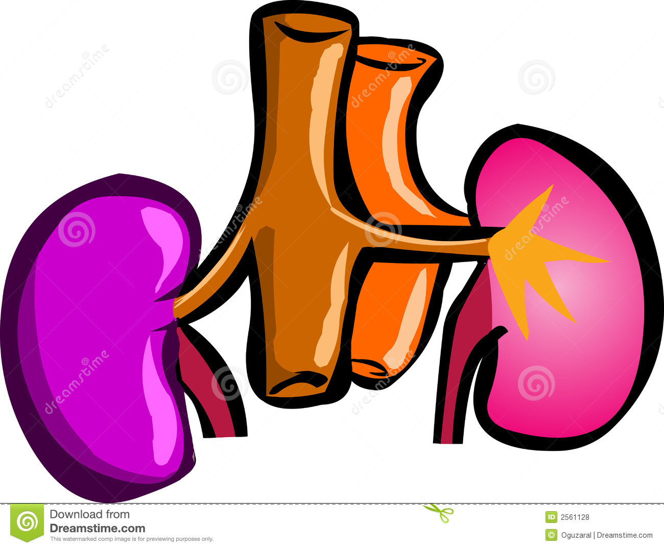 Kidney Picture Clip Art