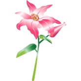 Lily Flower Clip Art   Clipart Best