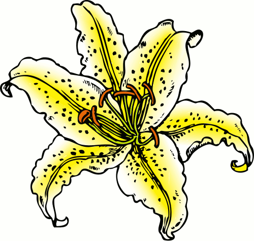 Lily Flower Clip Art   Cliparts Co