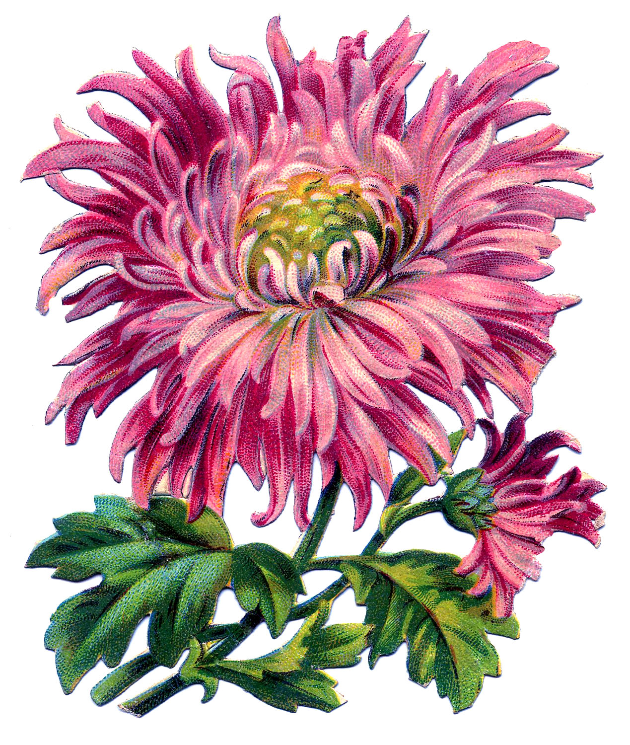 Vintage Image   Pink Chrysanthemum   The Graphics Fairy