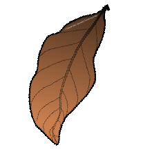 Brown Leaf Clipart   Clipart Panda   Free Clipart Images