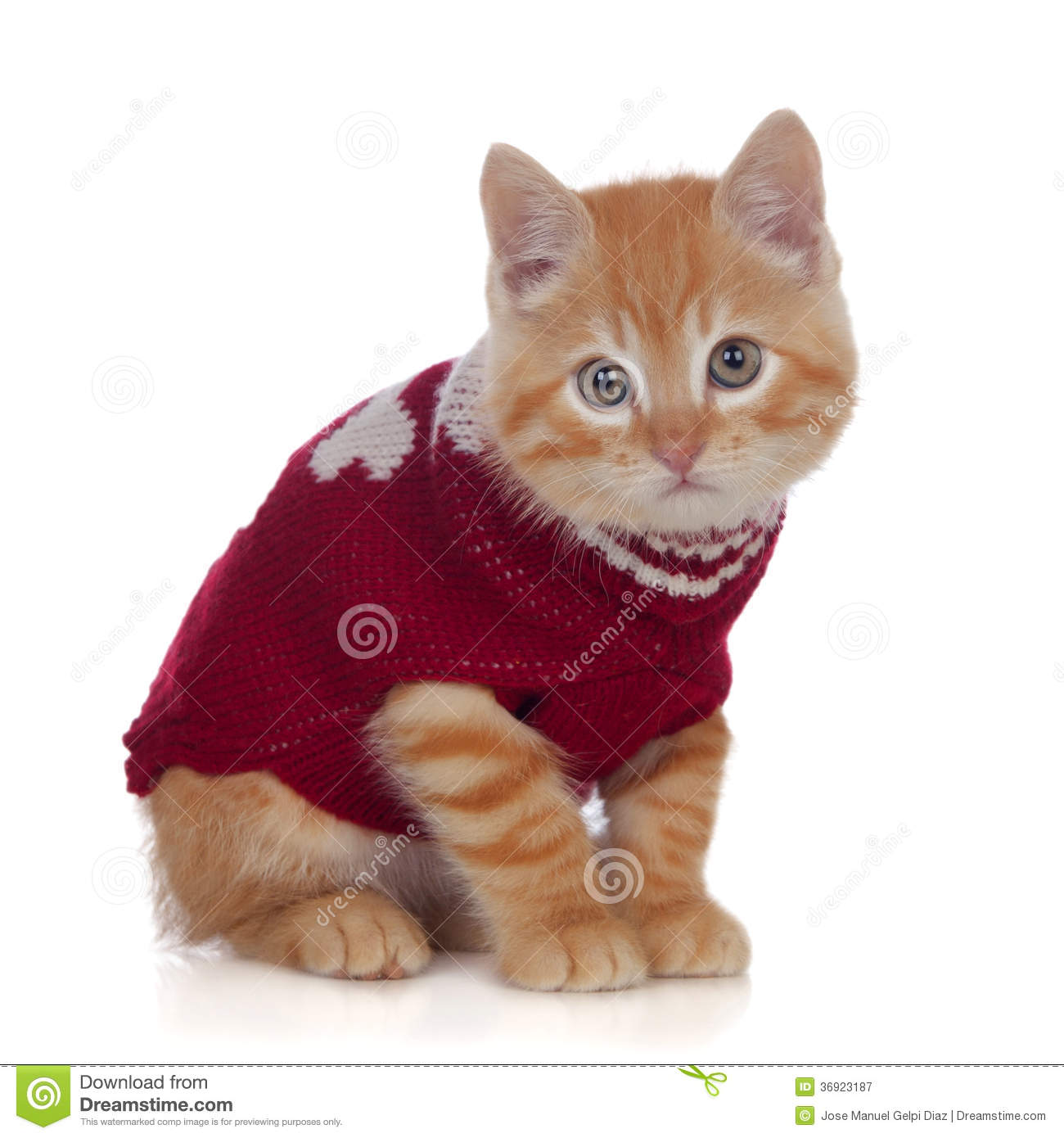 Displaying 19  Images For   Kittens Wearing Sweaters   