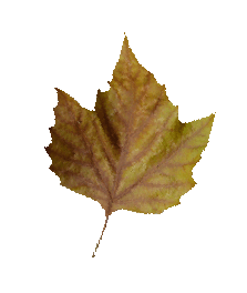 Fall Leaves Clip Art   Beautiful Autumn Clipart   Graphics
