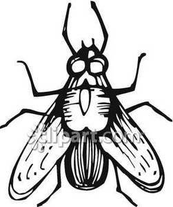 Fly Clipart Black And White   Clipart Panda   Free Clipart Images