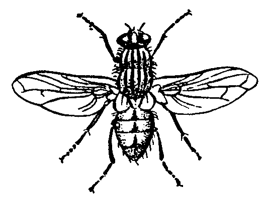 Fly Clipart Black And White   Clipart Panda   Free Clipart Images