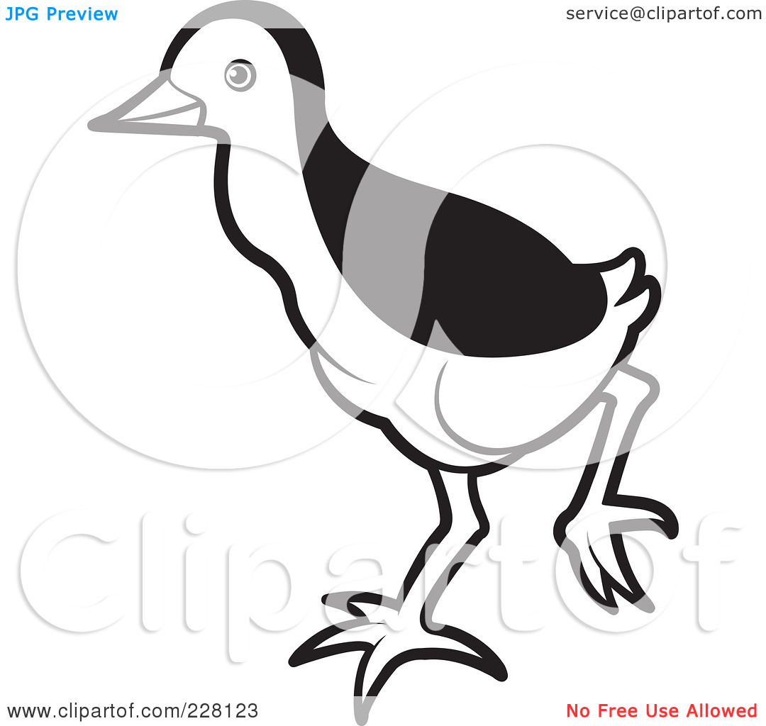 Free  Rf  Clipart Illustration Of A Black And White Baby Water Hen