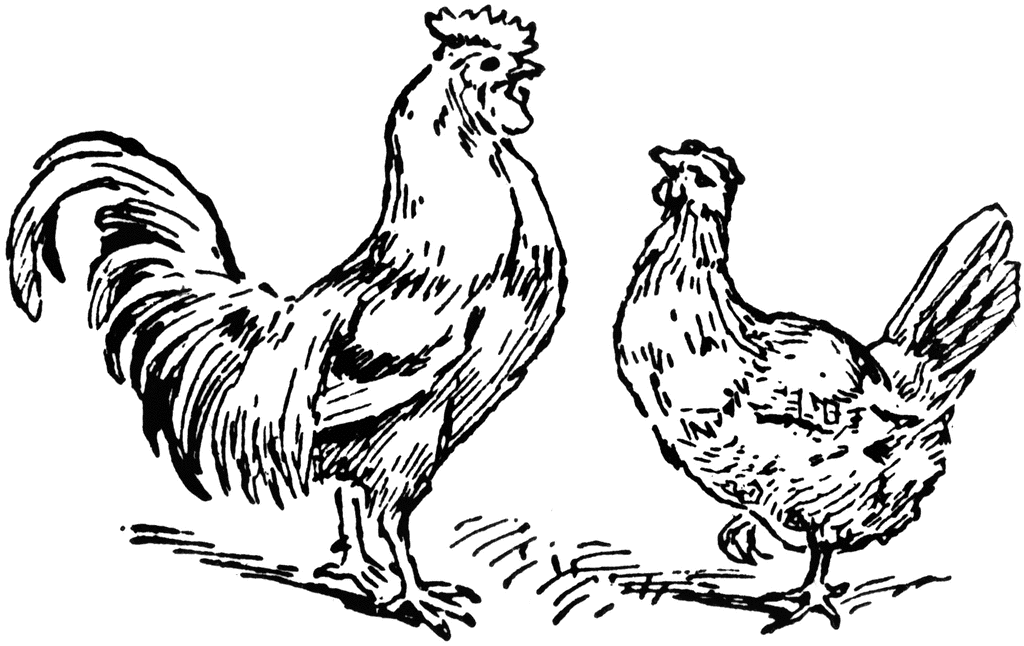 Rooster And Hen   Clipart Etc