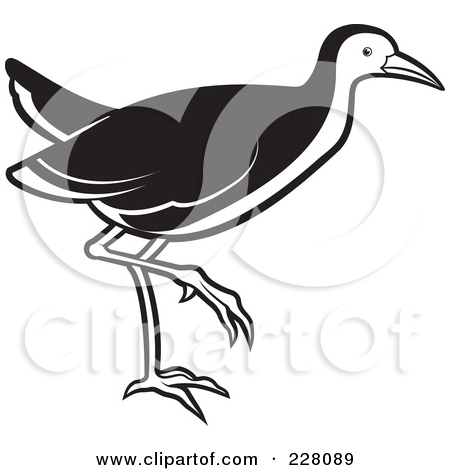 Royalty Free  Rf  Clipart Illustration Of A Black And White Water Hen