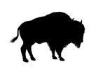 American Bison   Illustration Black Silhouette Of A North